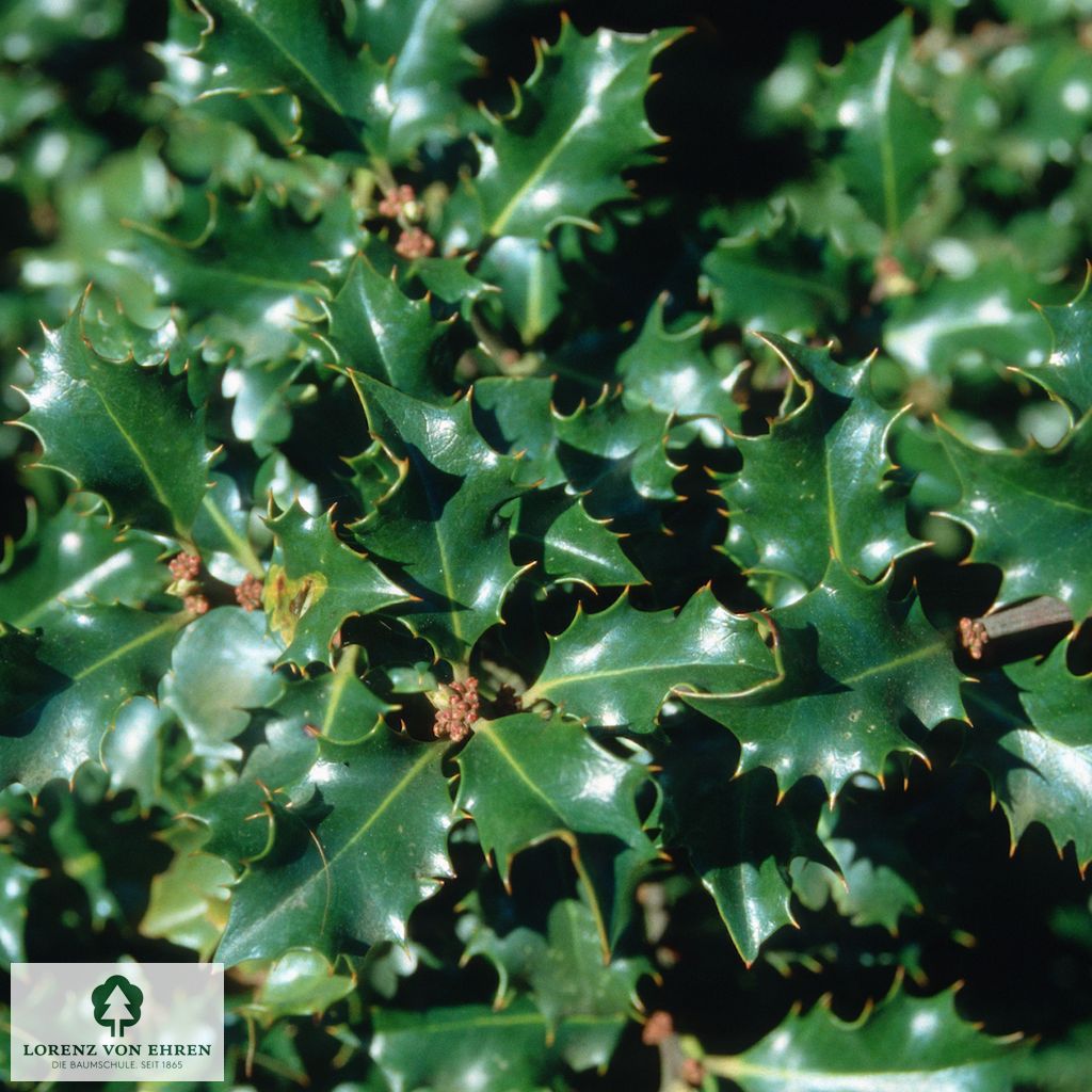 Ilex meserveae 'Blue Angel'