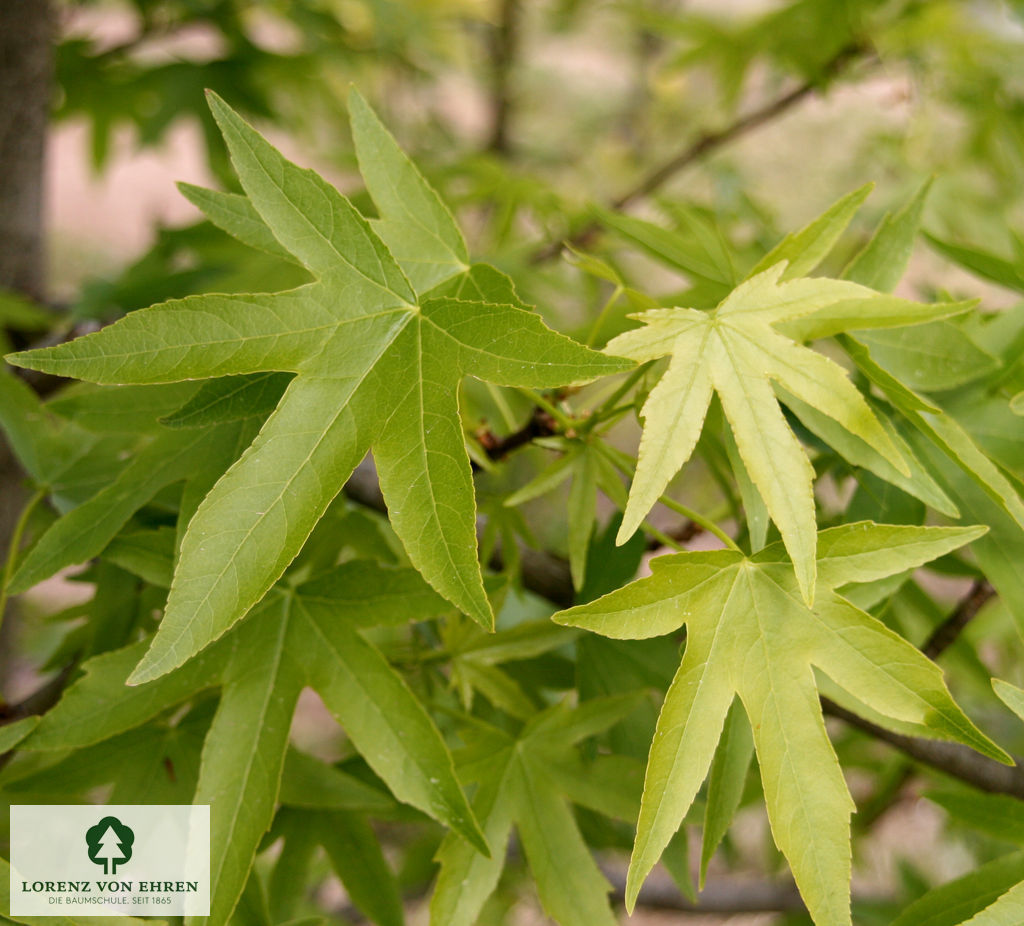 Liquidambar styraciflua 'Worplesdon'