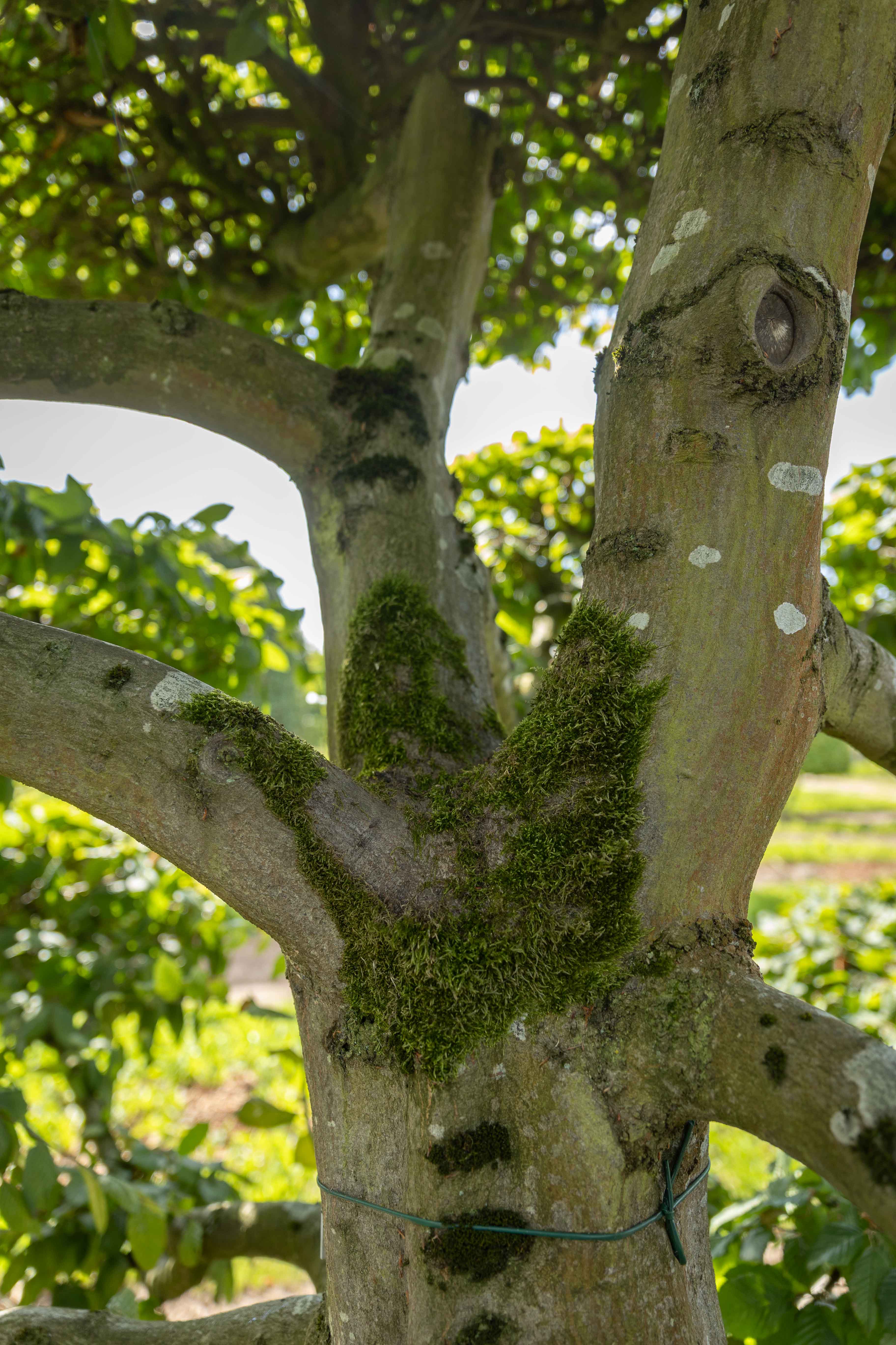 Stammverzweigung Buche