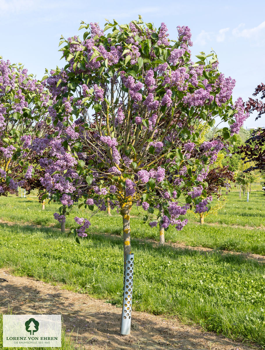 Syringa vulgaris 'Sensation'