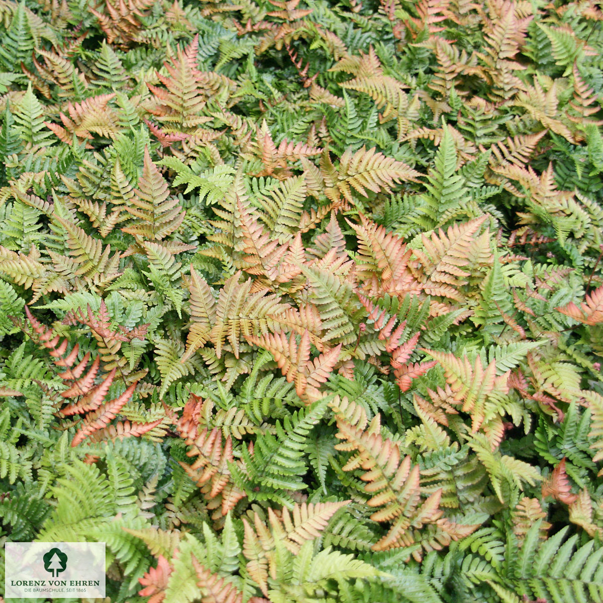 Dryopteris erythrosora