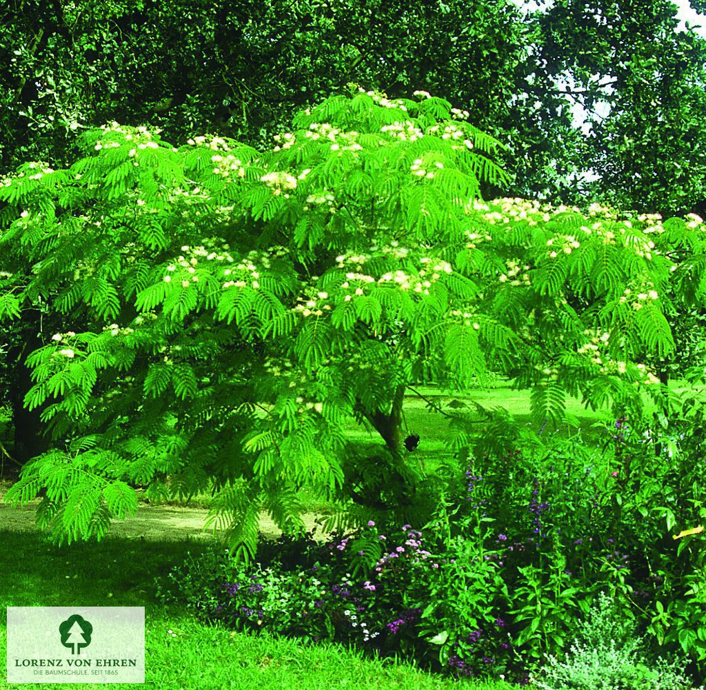 Albizia julibrissin