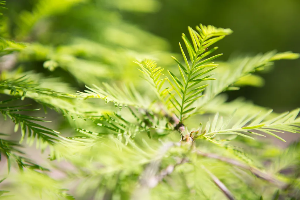 Taxodium distichum mit Nadeln im Detail
