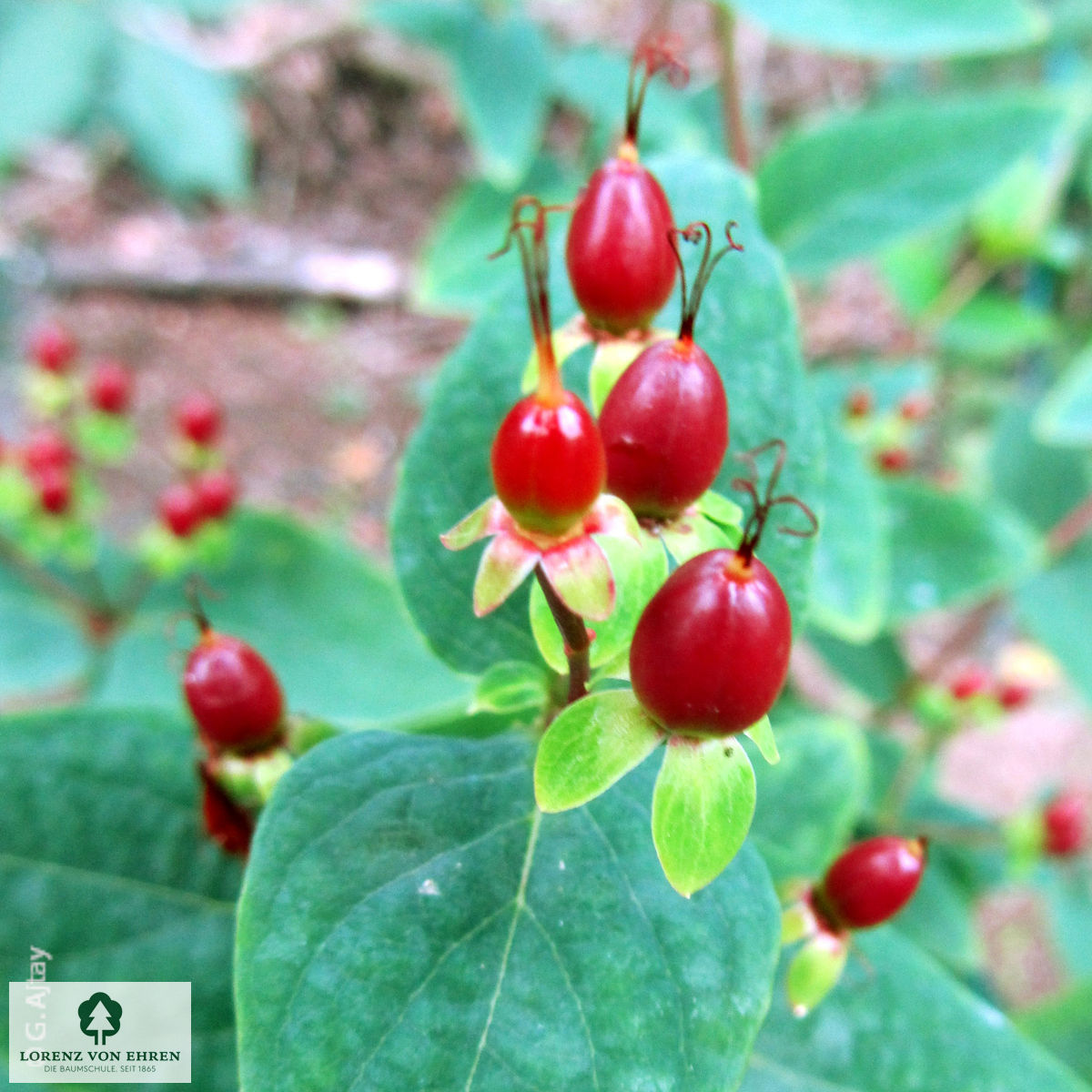 Hypericum androsaemum