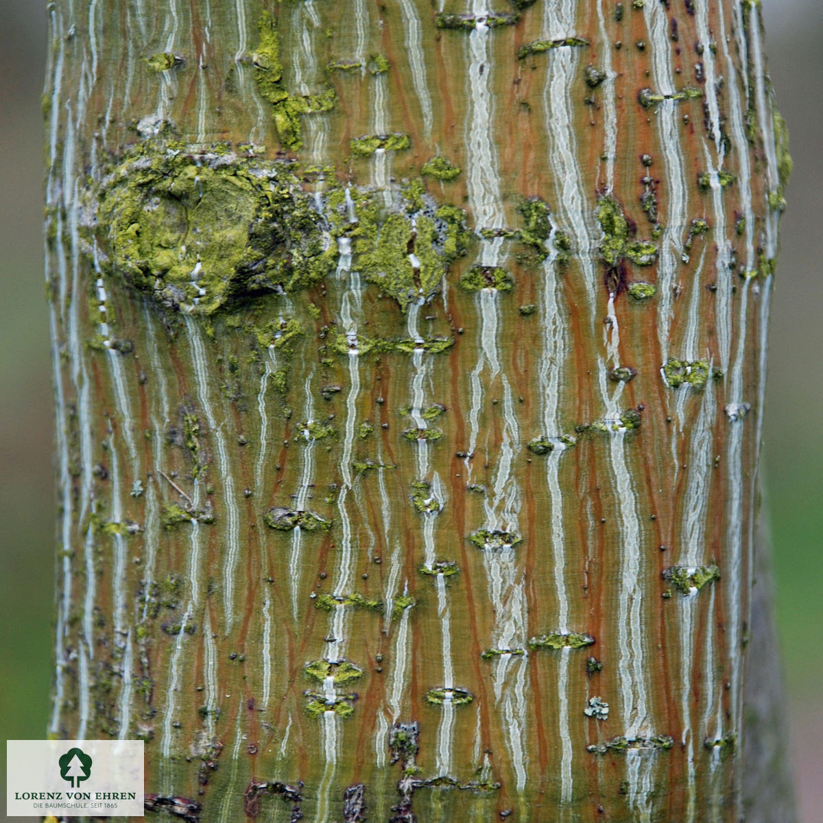 Acer capillipes