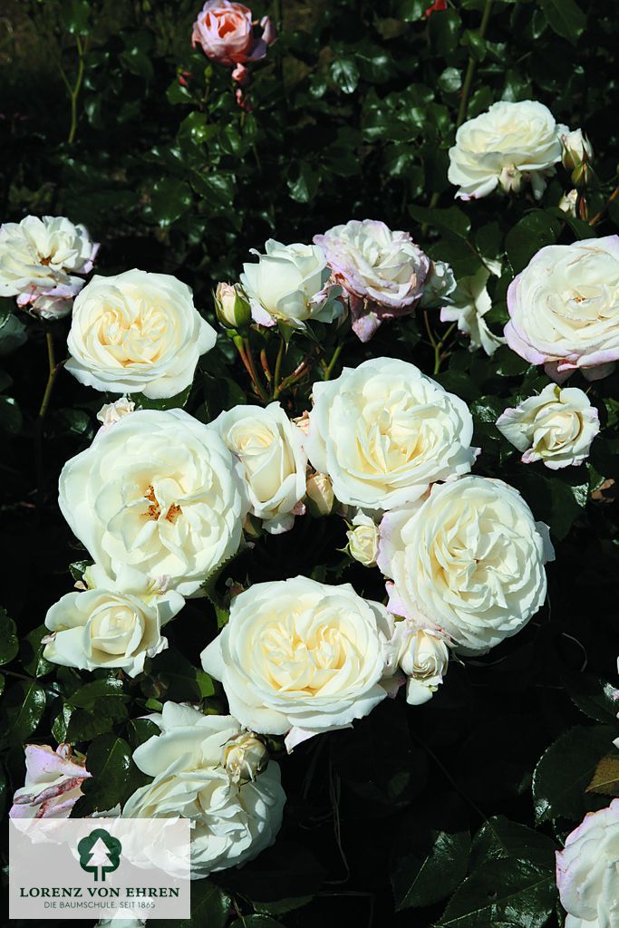 Rosa 'Alabaster'