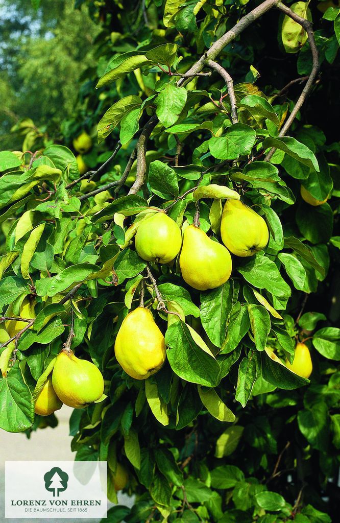 Cydonia oblonga 'Bereczki'