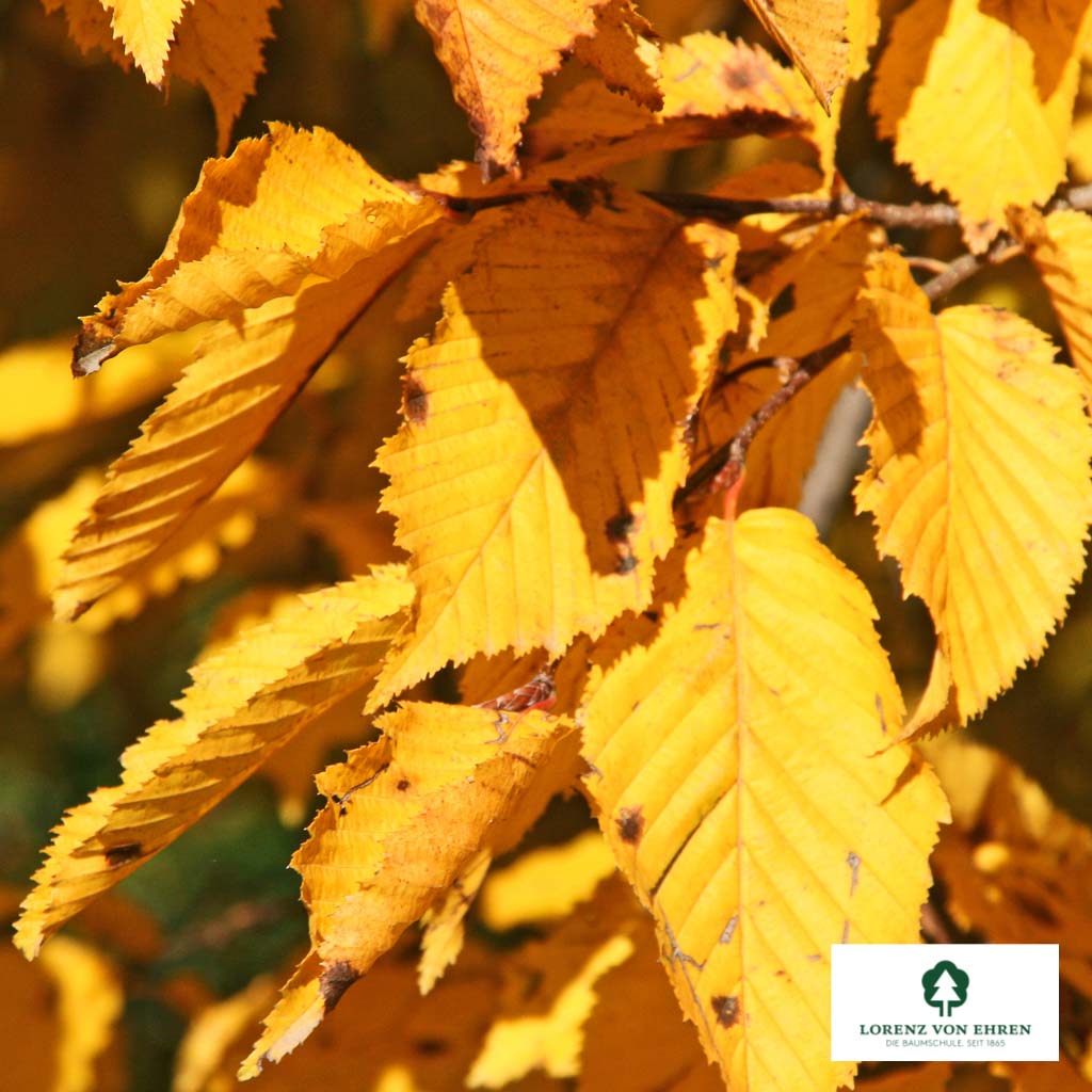 Carpinus betulus 'Pendula'