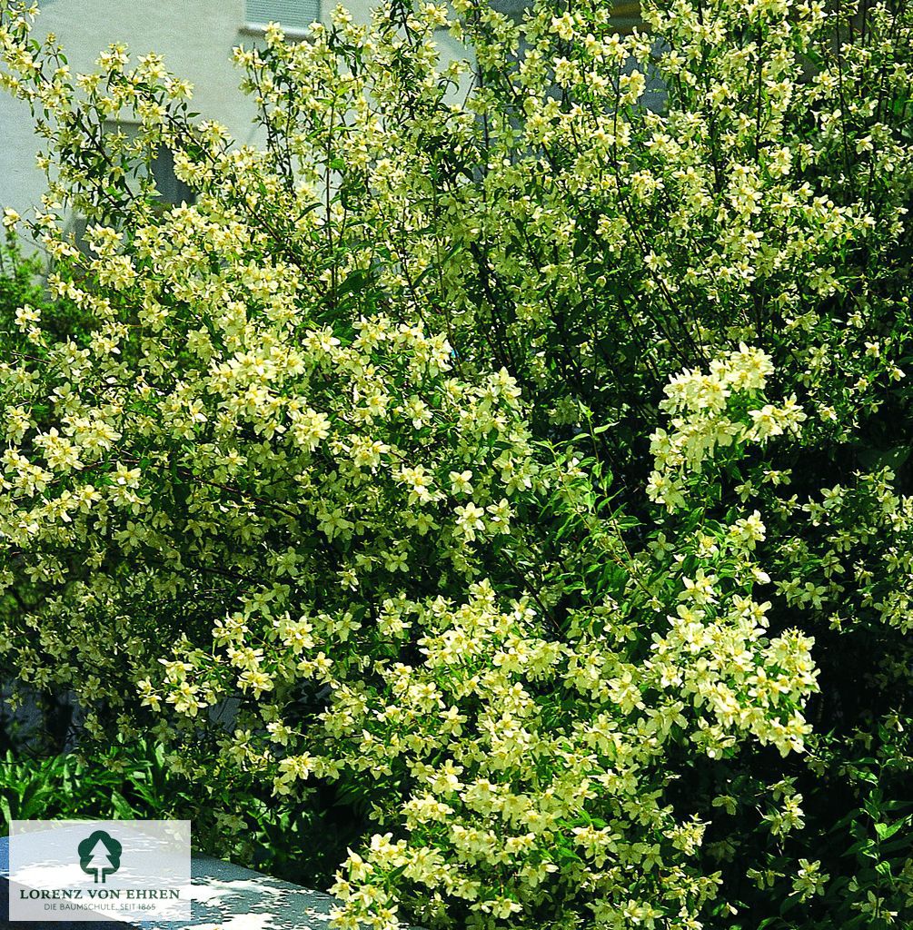 Philadelphus 'Erectus'