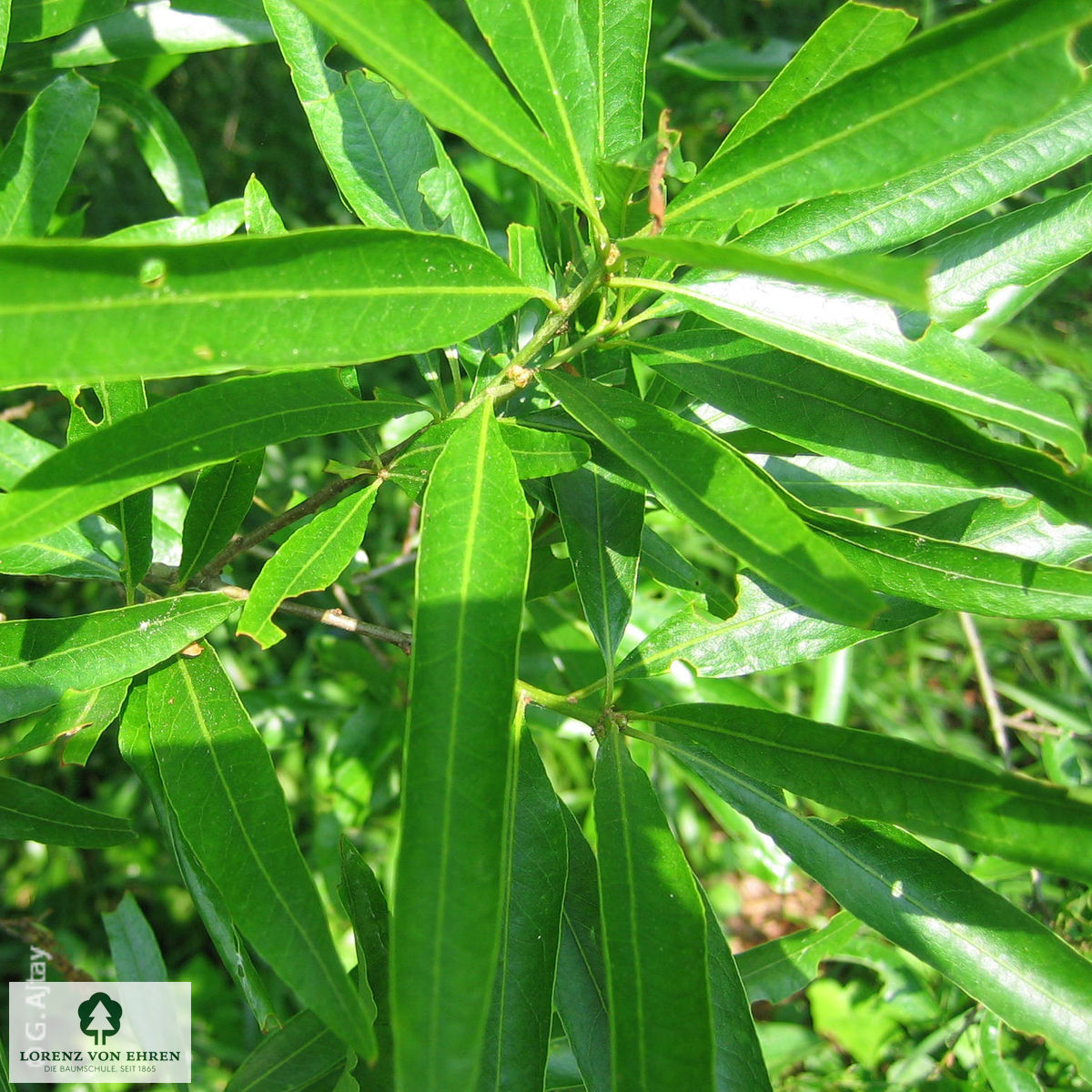 Quercus phellos