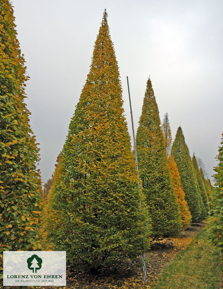 Carpinus betulus 'Columnaris'