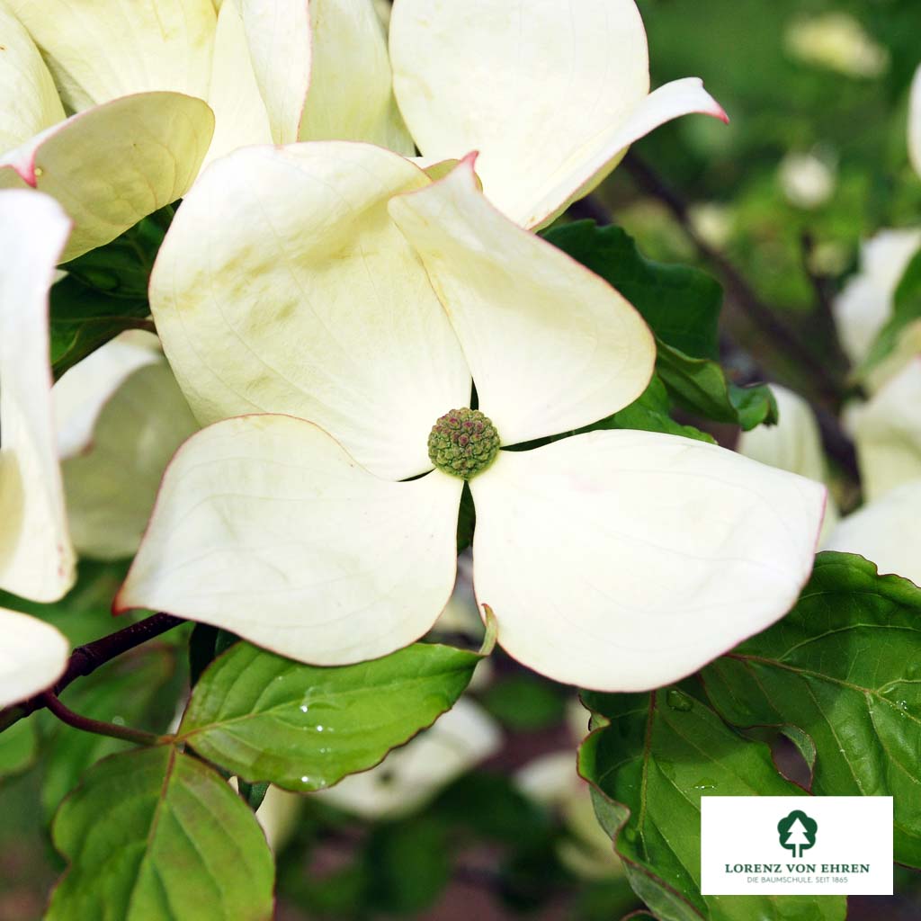 Cornus kousa 'Venus'