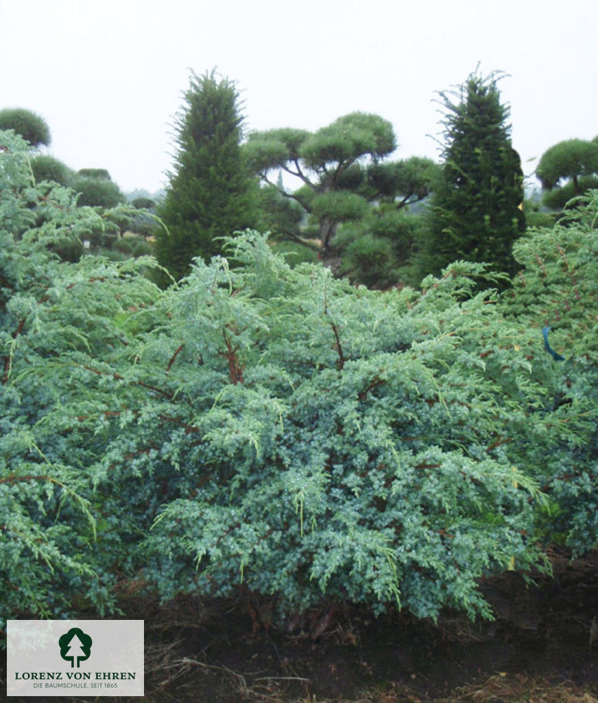 Juniperus chinensis 'Blue Alps'