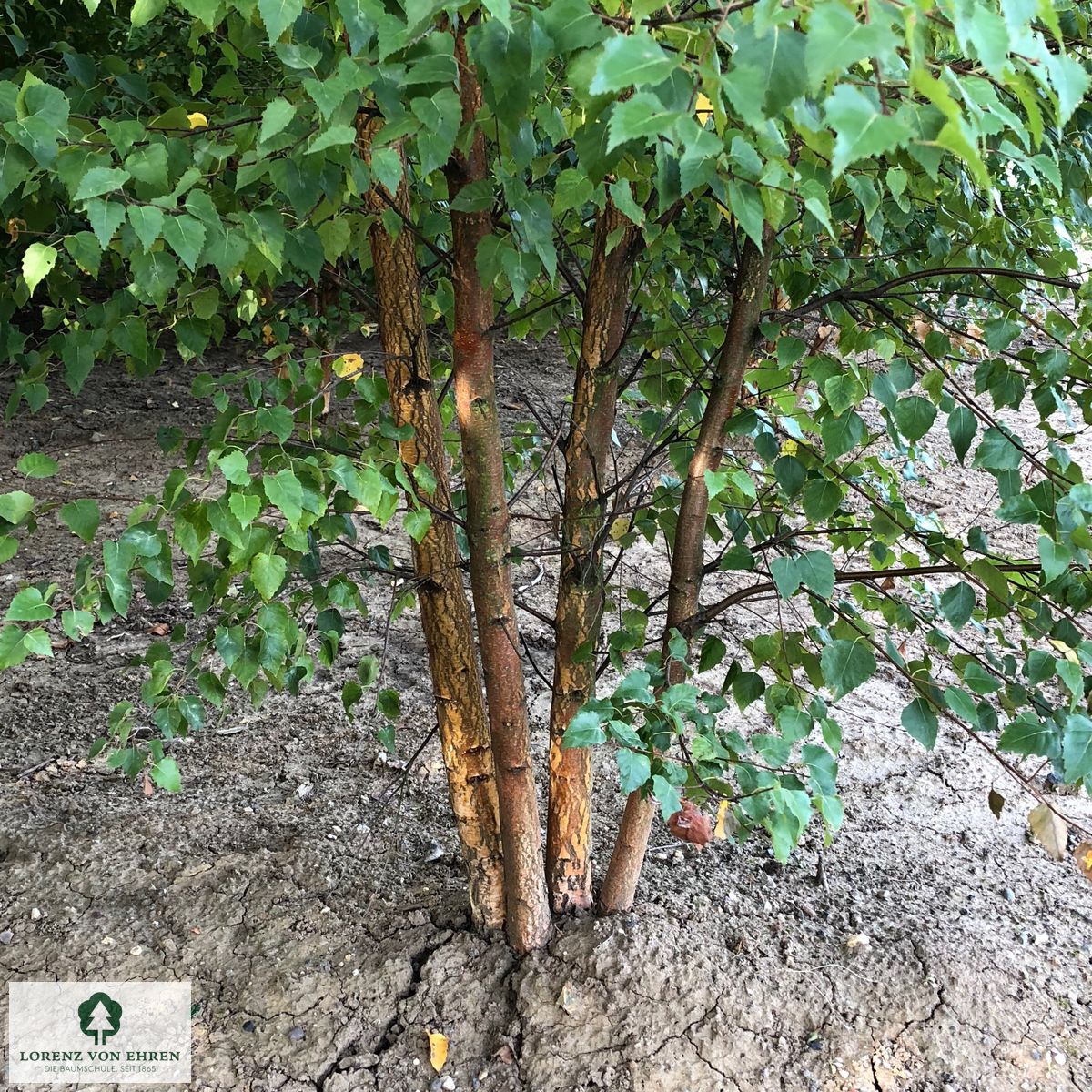 Betula pendula 'Zwitsers Glorie'