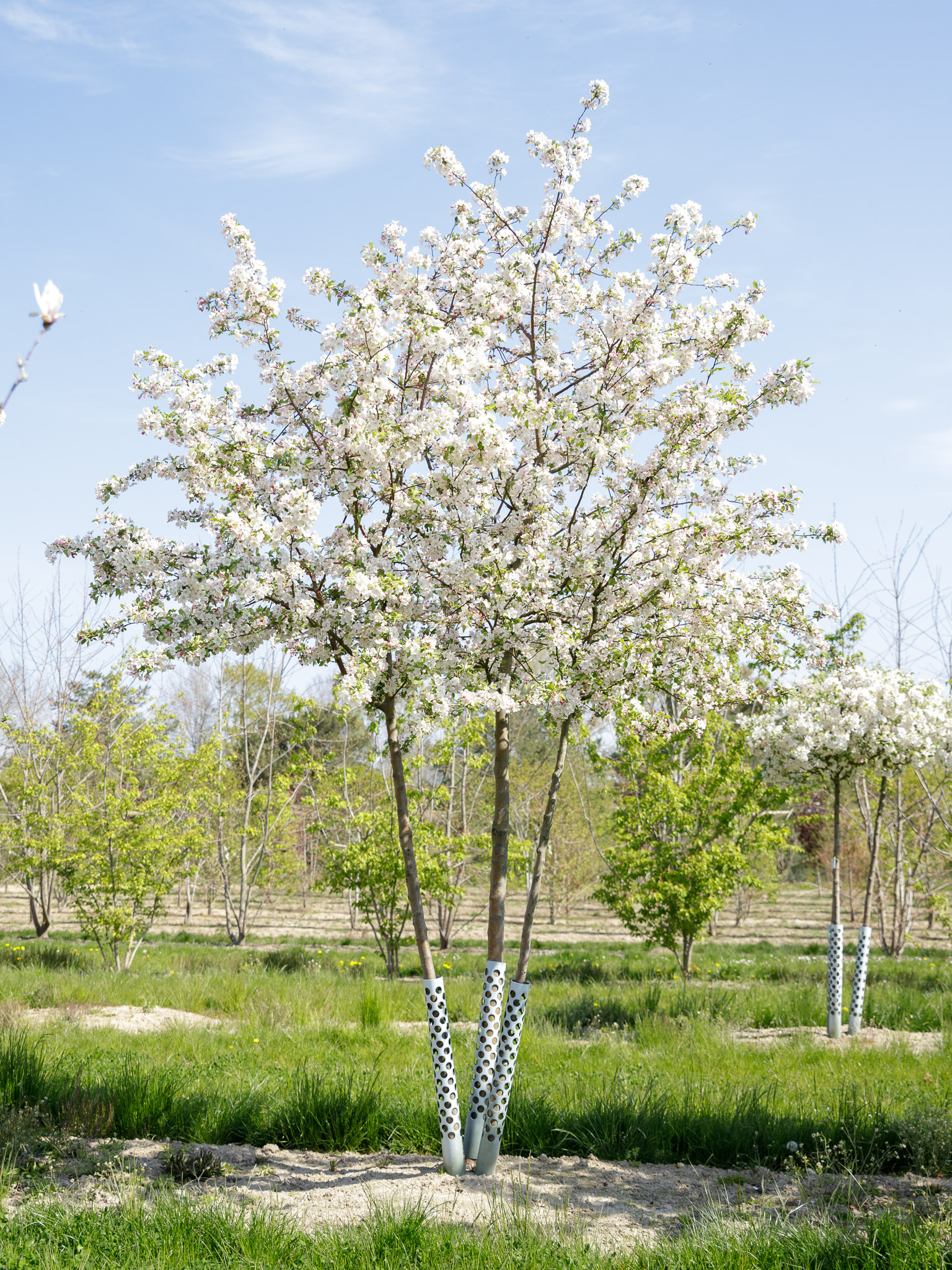 Baum mit weißer Blüte