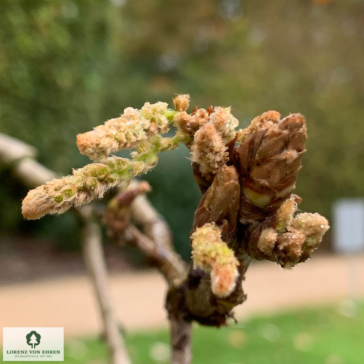 Quercus pontica