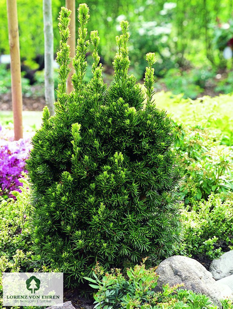 Taxus media 'Brownii'