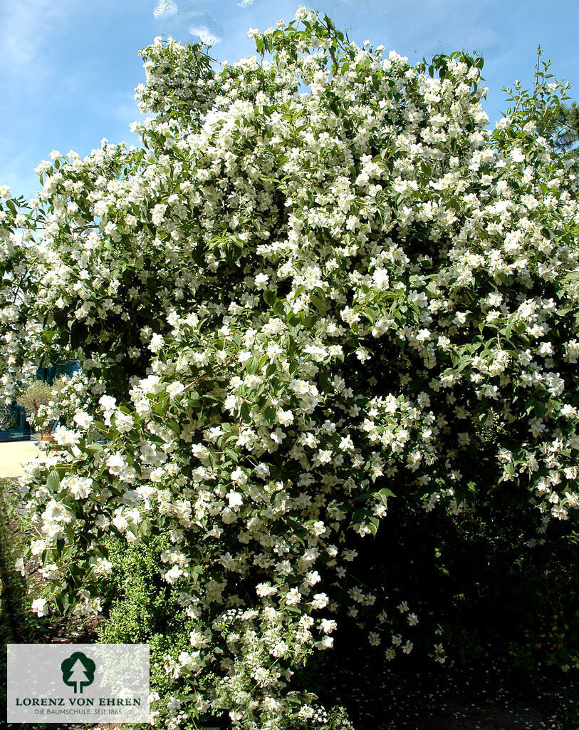 Philadelphus 'Dame Blanche'