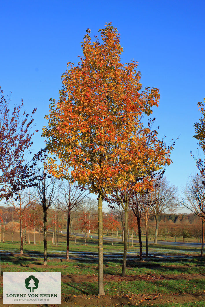 Pyrus calleryana 'Chanticleer'