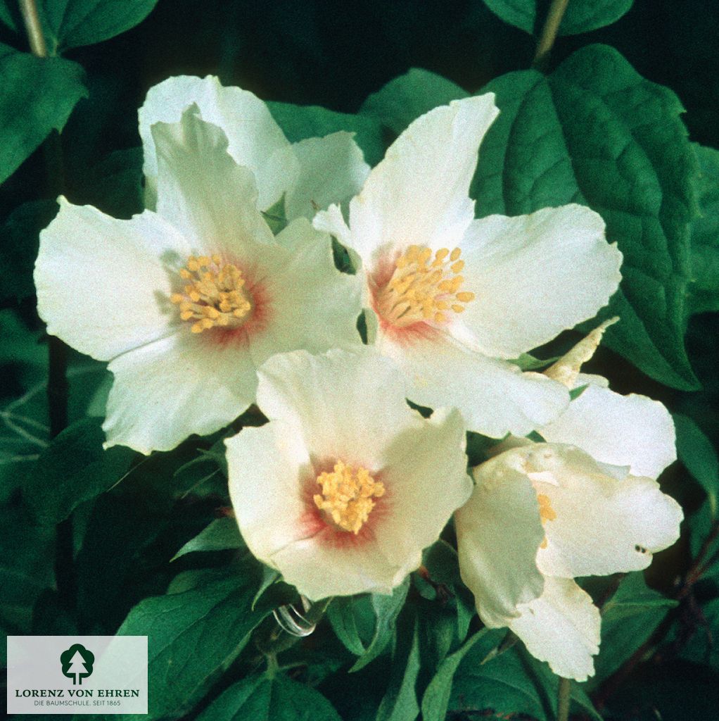 Philadelphus 'Belle Etoile'