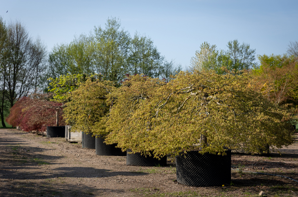 Acer palmatum 'Dissectum' in Reihe Mehre Ahornsträucher
