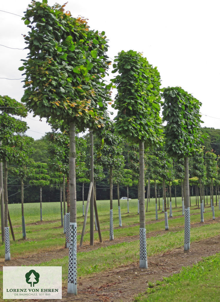 Tilia platyphyllos