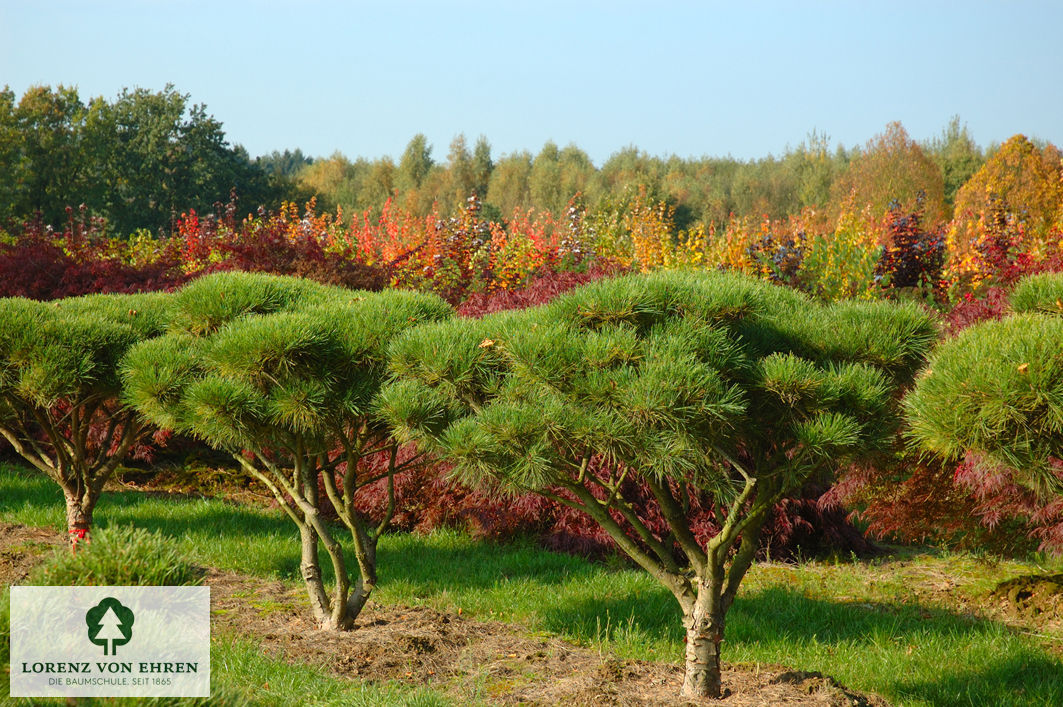 Pinus densiflora 'Pumila'