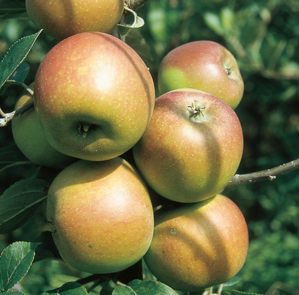 Malus domestica Goldparmäne Die Frucht des Apfels Malus domestica Goldparmäne