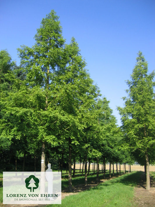 Metasequoia glyptostroboides