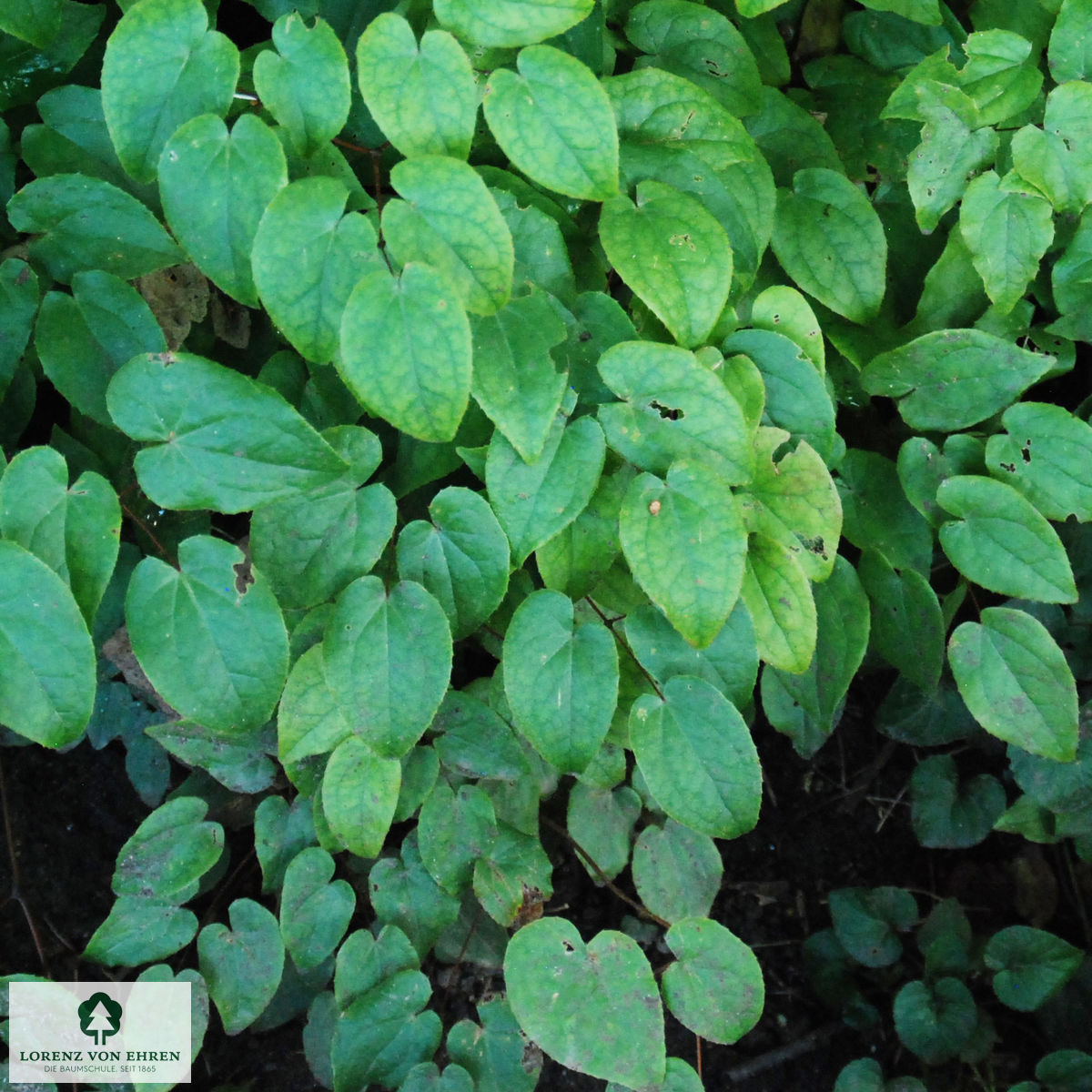 Epimedium grandiflorum 'Lilafee'