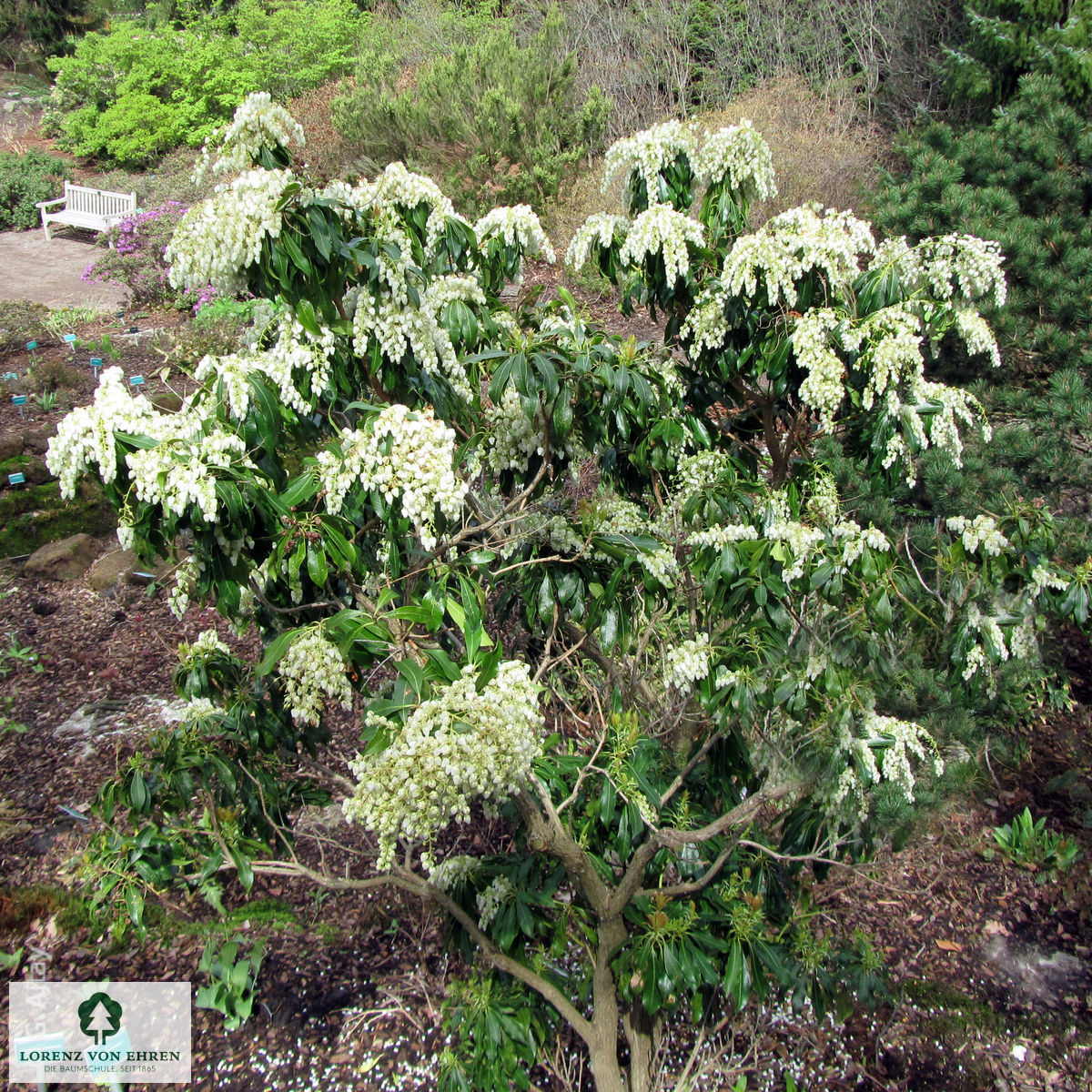 Pieris japonica