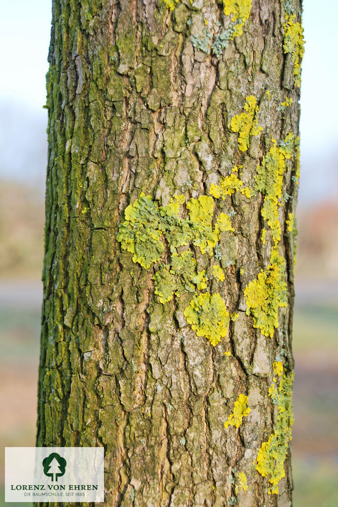 Fraxinus americana