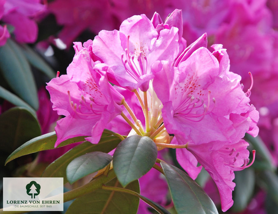 Rhododendron Hybride 'Roseum Elegans'