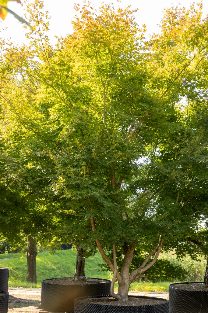 Acer palmatum VJ
