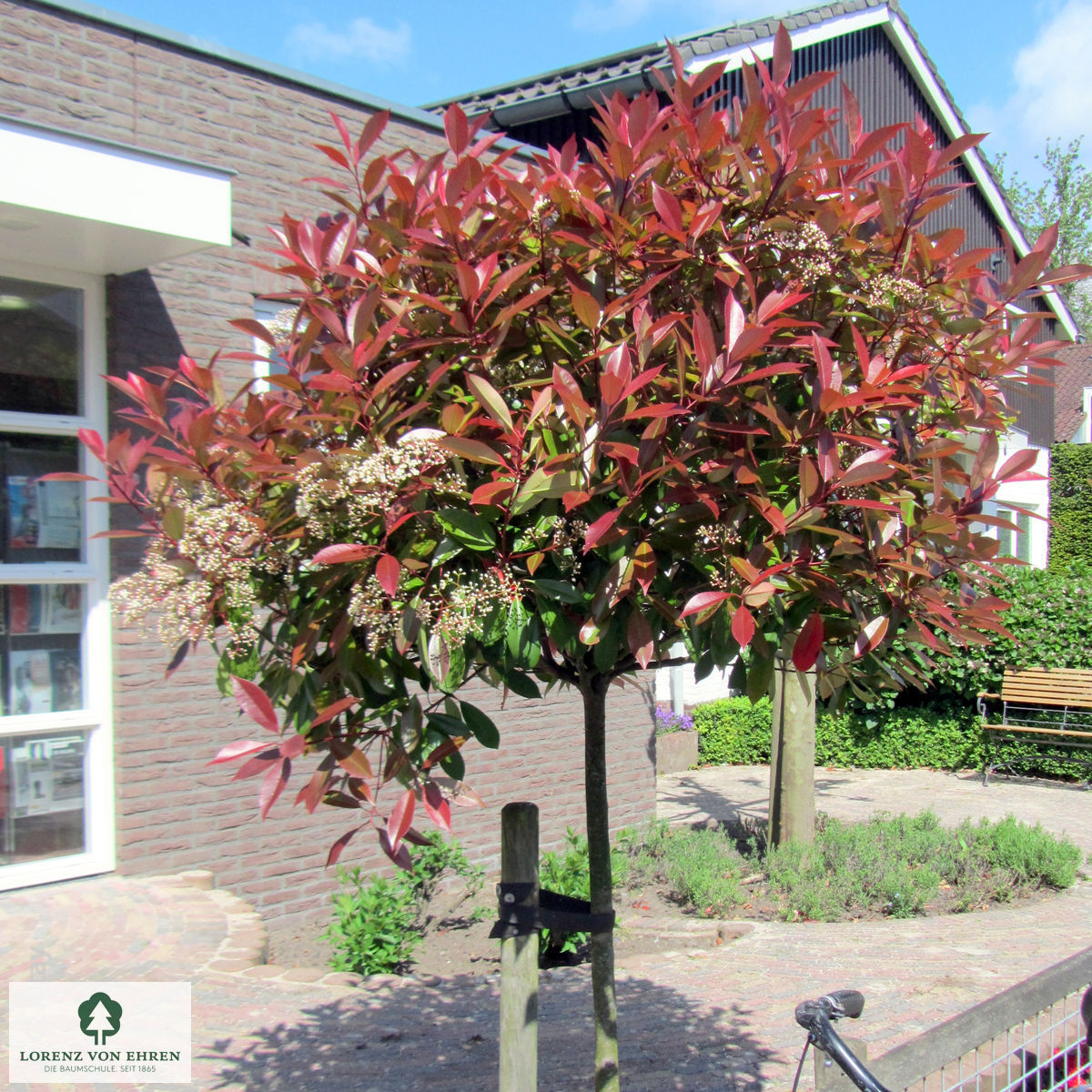 Photinia fraseri 'Red Robin'