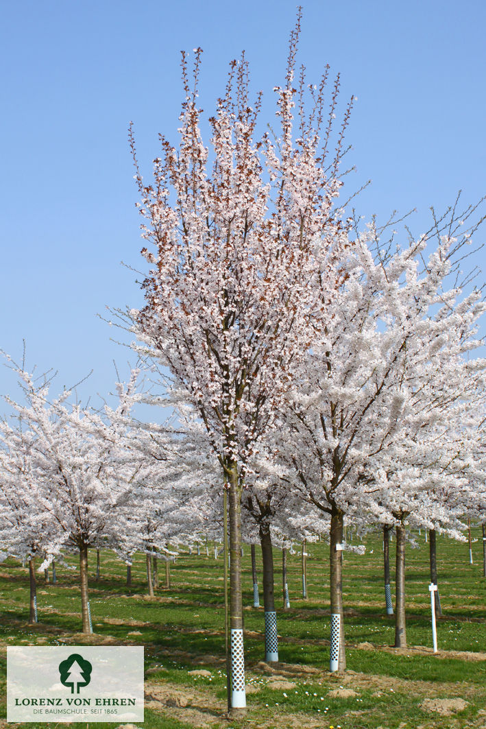 Prunus hillieri 'Spire'