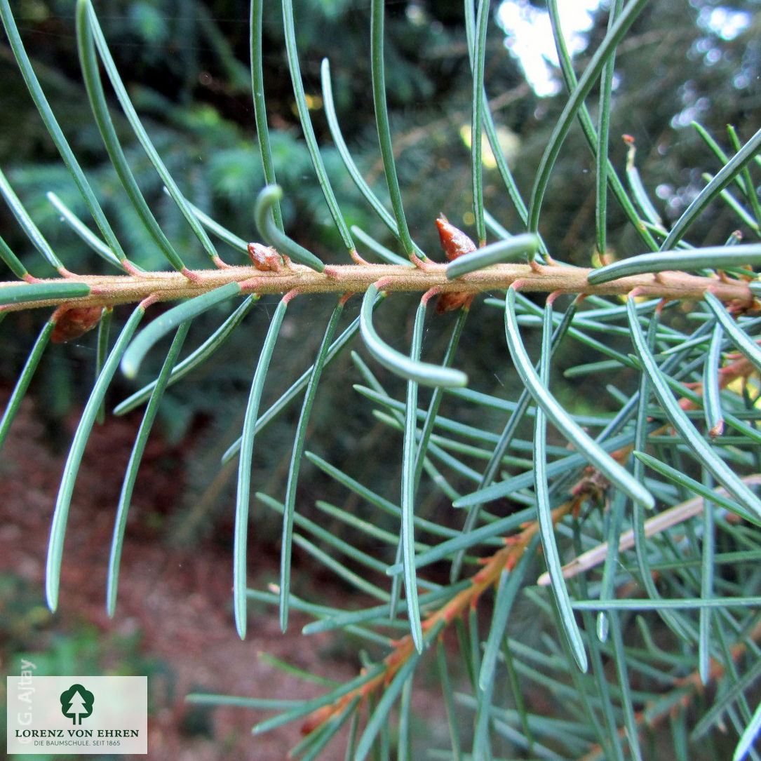 Picea breweriana