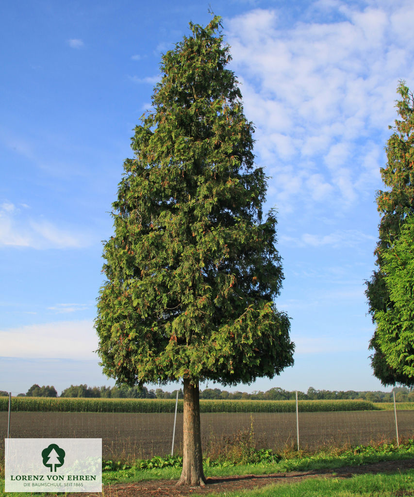 Thuja plicata 'Excelsa'