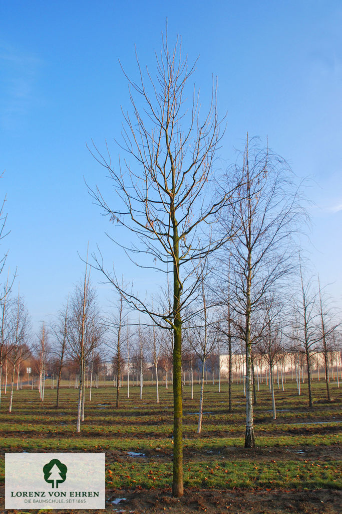 Fraxinus americana