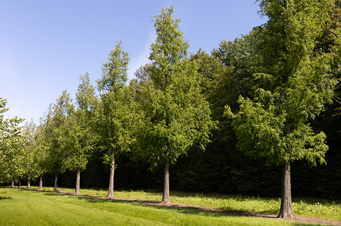 Eine Reihe großer Urweltmammutbäume im Sommer