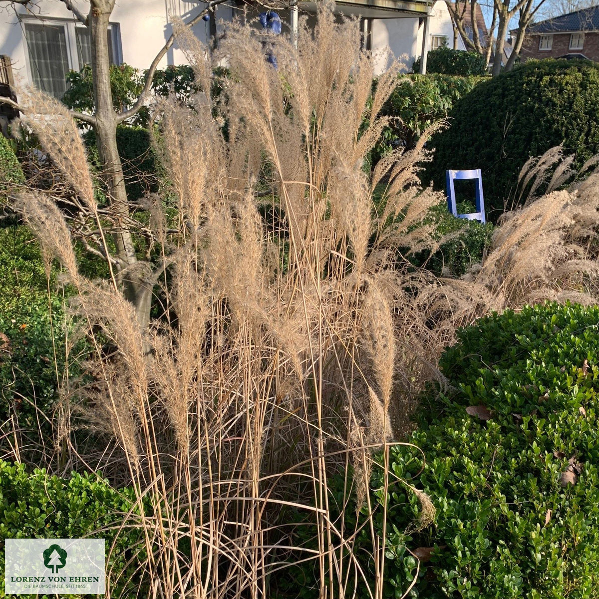 Miscanthus sinensis 'Yaku Jima'