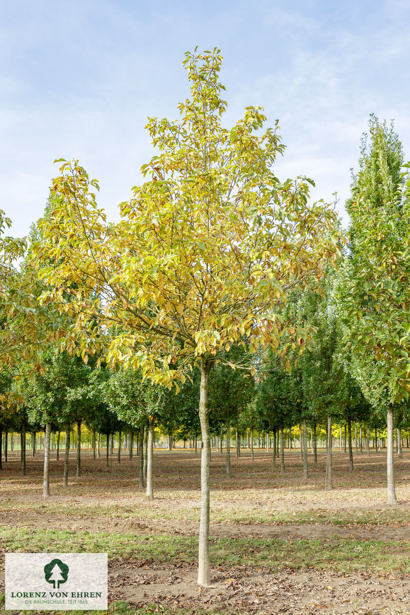 Magnolia soulangeana