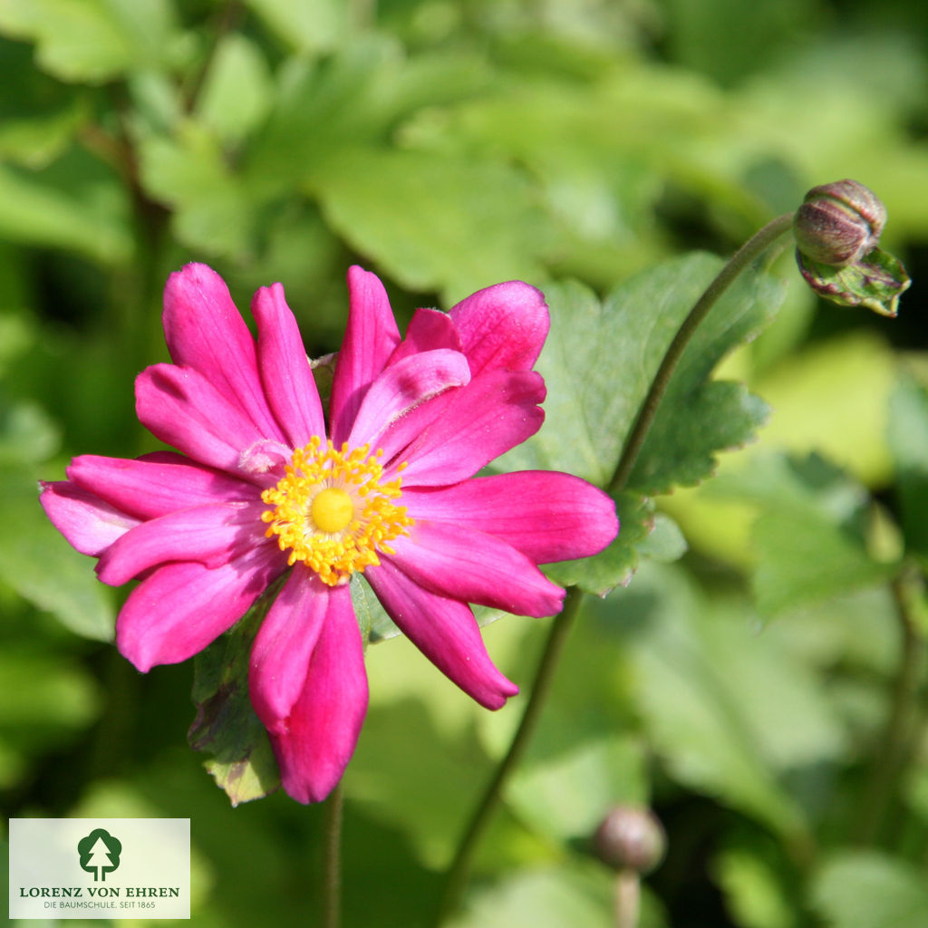Anemone hupehensis 'Prinz Heinrich'