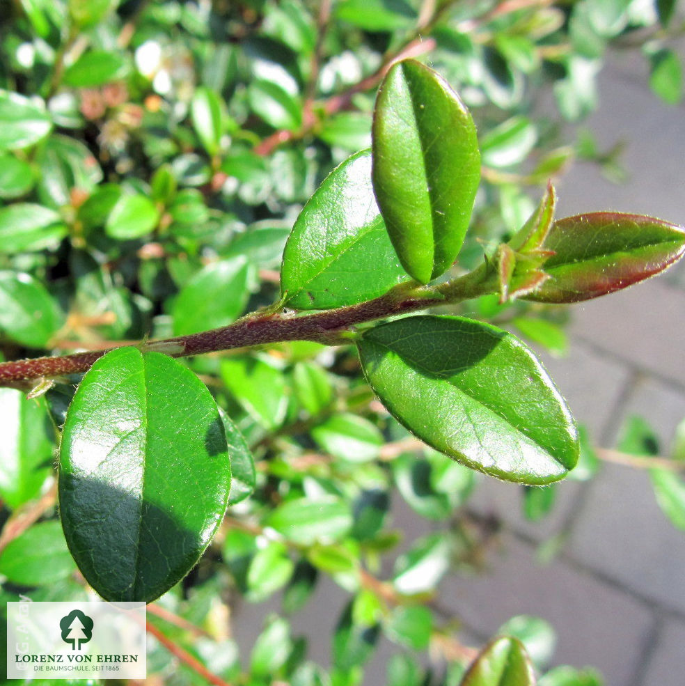 Cotoneaster dammeri radicans