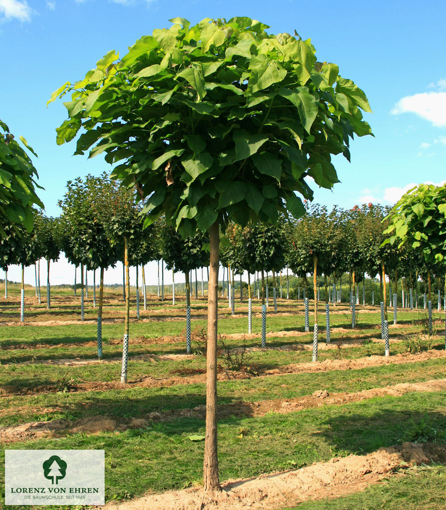 Catalpa bignonioides 'Nana'