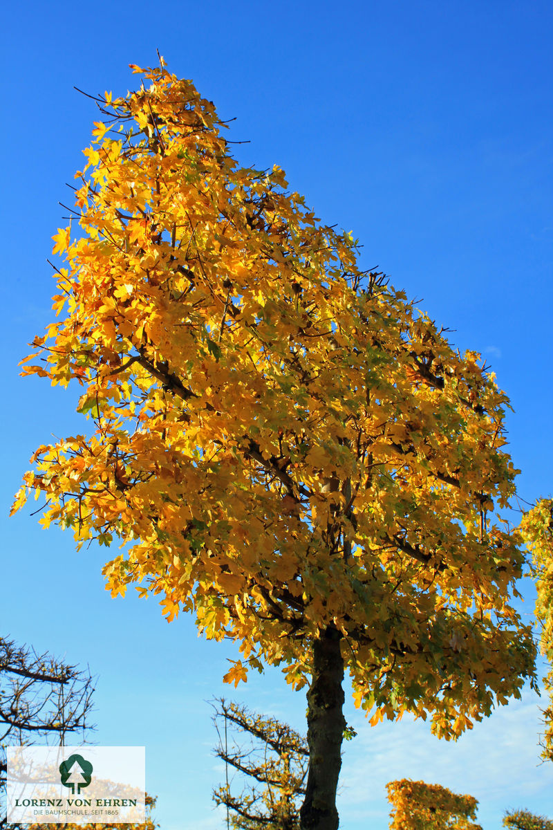 Acer campestre als herbstgoldenes Spalier