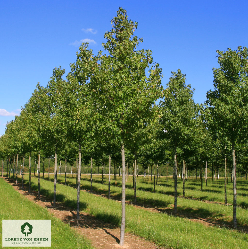 Liquidambar styraciflua 'Worplesdon'