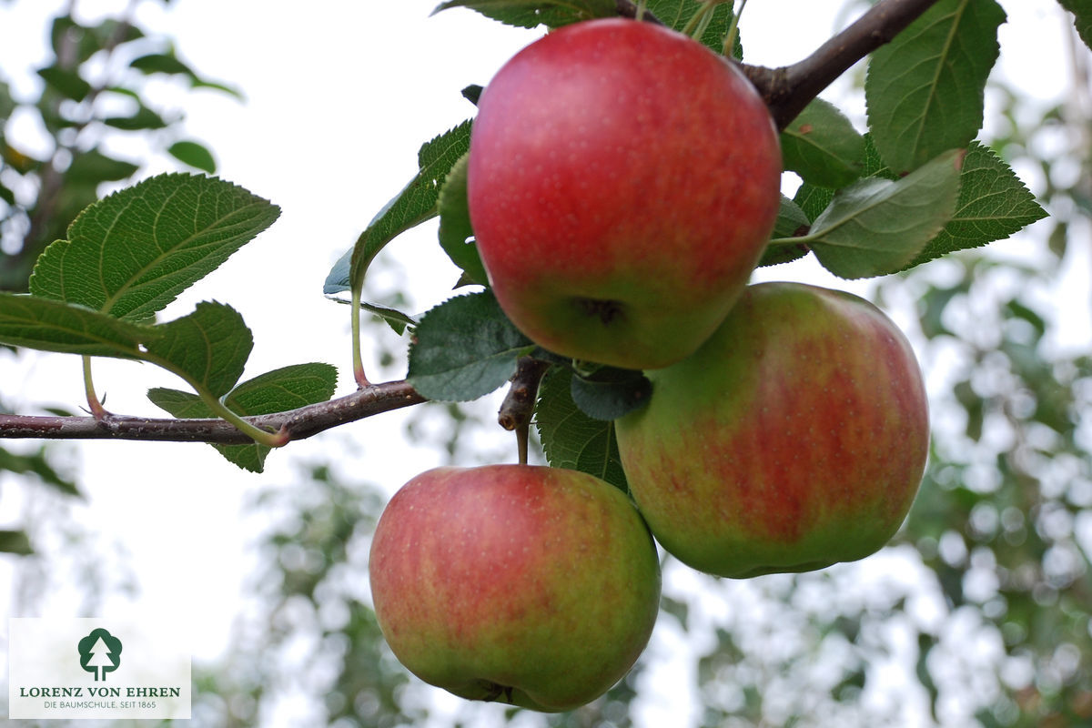 Malus domestica 'Kaiser Wilhelm'