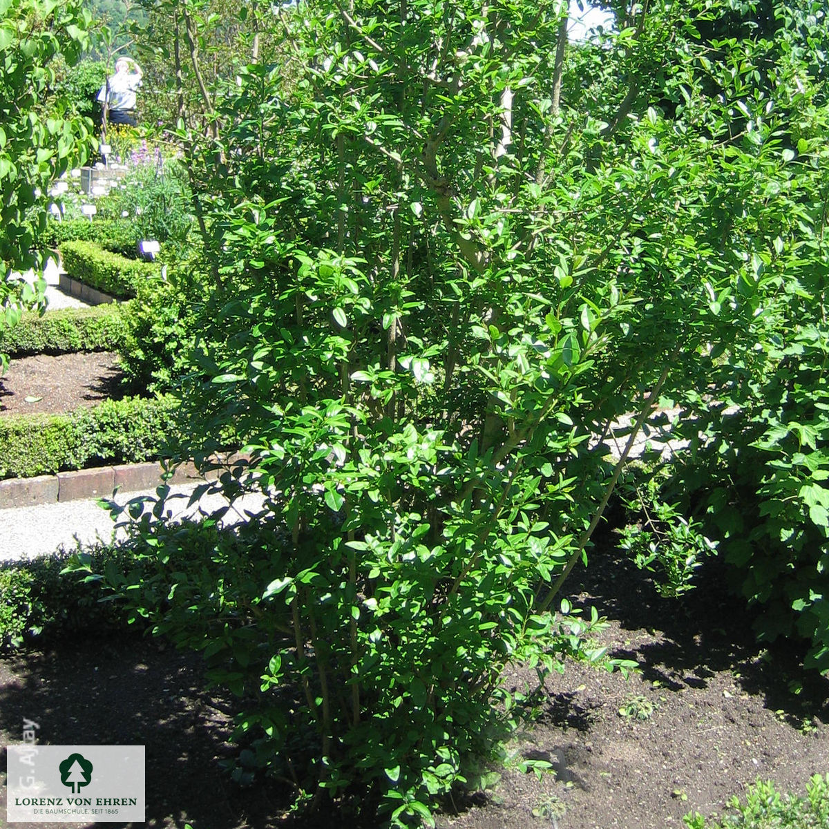 Ligustrum vulgare