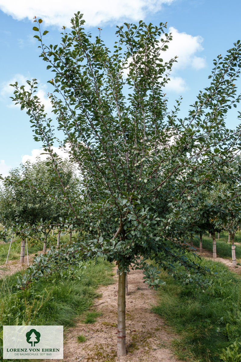 Prunus domestica 'Wangenheimer Frühzwetsche'
